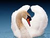 Скачать оригинал: белые лебеди, вода, озеро - 1920x1200