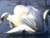 Фотографии. Белые лебеди. Эта картинка опубликована: МорМышка 6 лет назад в ...
