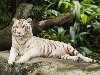 Бесплатные картинки тигров. Причем на престол взойдет Тигр Белый или ...