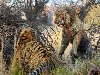 tigerfight01 800x532 Борьба за территорию: Кровавая схватка двух тигров