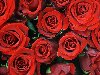 Красные розы, букет для моей невесты. valdiney