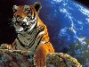 Тигр - Фото клипарт - дикие животные ...