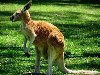Животные Австралии кенгуру картинки, фото, видео