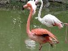 фламинго Киевский Зоопарк / животные, природа, киев, птицы, жизнь, звери,