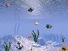 Скачать Скринсейвер с натуральными рыбками живой аквариум на рабочий стол ...