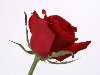 Картинка, Обои Цветок розы - 1280x800