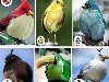 Птицы из Angry Birds в реальной жизни