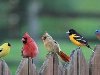Angry Birds,птицы,песочница. Подробнее Angry Birds,птицы,песочница