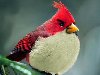 Реальные птицы похожие на Angry Birds благодаря графике