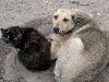 Украина присоединяется к программе по стерилизации бездомных животных ...