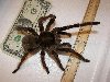 Представители семейства самого большого паука в мире, редкие гости в ...