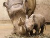 Детеныши диких животных, рожденные в зоопарках разных стран представлены в ...