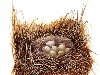 ПАСТУШОК-ТРЕСКУН (Rallus longirostris) живет на болотах и строит гнезда на ...