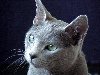 Русская голубая кошка - одна из самых древних пород кошек и одна из наиболее ...
