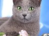 Питомник русских голубых кошек «Звезда зодиака» E-mail lunata2@yandex.ru