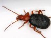 ... хищником) жуки обычно относятся к представителям нарывников (Meloidae), ...