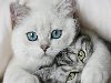 Котики красивые — Krasotka.co - красивые девушки на рабочий стол