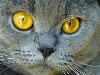 Скачать фильм BBC Загадочные кошки бесплатно