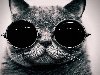Широкоформатные обои Крутой кот, Кот в очках. Скачать обои 1920x1080