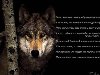 @темы: волк, любовь как боль, стихи