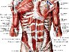 (Справа удалены наружная косая мышца живота и частично больщая грудная мышца ...