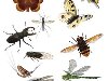 ... насекомых. Здесь рассказывается о их стиле жизни и особенностях, ...