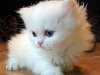 Прикольные фотографии белых пушистых котят с голубыми глазами