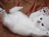 Белый милый пушистый котёнок валяется на одеяле 1440x900