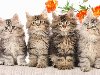 Широкоформатные обои Четыре пушистых котят, Пушистые котята