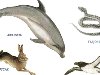 Почему у разных животных разные способы передвижения?