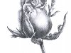 Как нарисовать розу карандашом поэтапно? Как нарисовать букет роз?