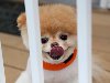 Померанский шпиц Бу — самая прикольная и очаровательная собака на Facebook