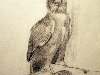 Рисунок совы. Алина Пасицкая 2-й месяц обучения (сепия)