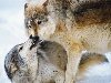 Два серых волка играют в снегу. (Joseph Van Os, Getty Images)