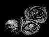 Широкоформатные обои Черно-белые розы, Три черно-белые розы