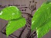 Lenagold - Клипарт - Зеленые листья 13