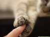 картинки красивые картинки милые картинки нежные картинки лапки серого кота