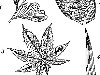 Типы жилкования листьев растений: 1 — вильчатое (дихотомическое); ...