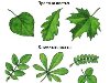 Листья растений выполняют множество различных функций.