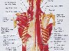 Мышцы спины и заднего отдела шеи.