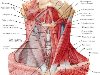 Подкожная мышца шеи. Грудино-ключично-сосцевидная мышца (m. ...