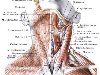 Аутохтонные мышцы шеи представляют остатки вентральной мускулатуры, ...