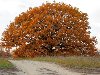 Осенний дуб