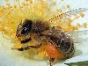 Медоносная пчела. u0026quot;Чтобы объяснить… строго математическую правильность и ...