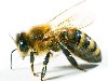 Вот природой и придумано приспособление на передних ножках, куда пчела при ...