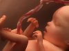 Ученые показали, как формируется лицо ребенка в утробе матери