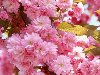 Розовые цветы. Альбина Мартьянова. АМОВСКИЙ ГОРОДОК