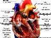 Анатомия сердца. Здоровое сердце представляет собой сильный, ...