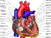 Сердце - Анатомия человека : Поперечные срезы (Желудочек сердца правый/левый ...