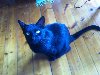 Черно-синий кот желает счастливого пути.